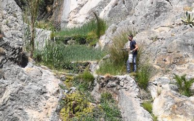 L’Ajuntament combatrà el mosquit tigre amb un tractament continuat fins a setembre