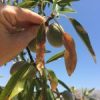 Xylella fastidiosa