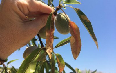 Xylella fastidiosa